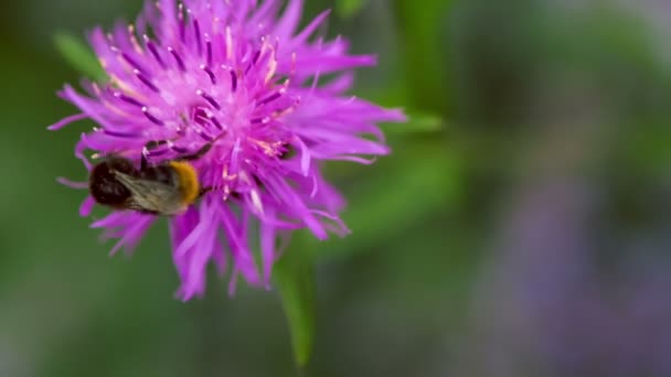 Humla Lila Knapweed Blomma Suddig Bakgrund — Stockvideo