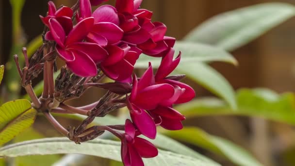 Cacho Flores Plumeria Frangipani Vermelho Dia Ensolarado — Vídeo de Stock