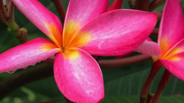 Zbliżenie Się Liliowego Kwiatu Tropikalnym Deszczu — Wideo stockowe