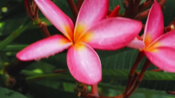 Zbliżenie Liliowy Kwiat Plumerii Kilkoma Tropikalnymi Kroplami Deszczu — Wideo stockowe