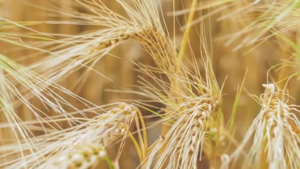 Close Isolated Ripe Wheat Straws Waving Wind — Stock Video