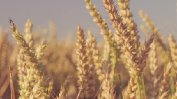 Kuru Altın Buğday Başaklarının Yakın Çekimi Yavaş Çekimde Toplanmaya Hazır — Stok video