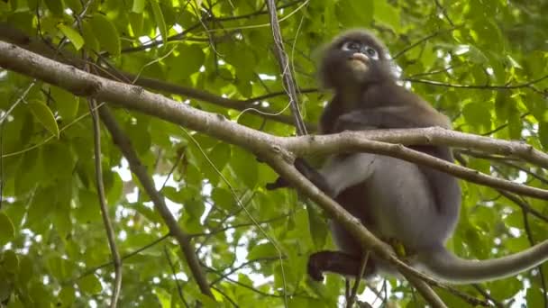 Close Dusky Leaf Monkey Langur Tree Eating Green Leaves Railay — Stock Video