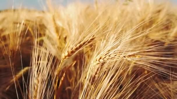 Close Golden Ripe Ears Wheat Slightly Moved Wind Breeze — Stock Video