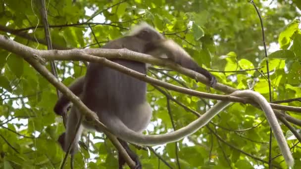 Närbild Duskiga Blad Apa Langur Träd Äta Gröna Blad Och — Stockvideo