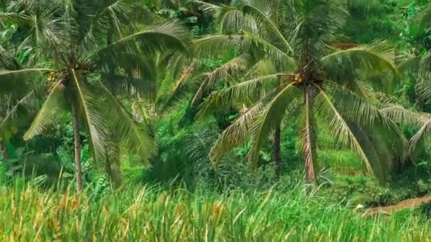 Palmeras Coco Moviéndose Por Viento Tegalalalang Terraza Arroz Bali Indonesia — Vídeo de stock