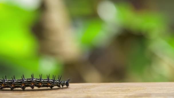 Colorida Mariposa Púas Oruga Arrastrándose Sobre Superficie Madera Ferrocarril Krabi — Vídeos de Stock