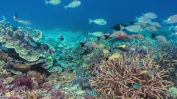 Värikäs Riutta Kalat Uivat Yläpuolella Koralliriutta Raja Ampeeri Indonesiassa Jossa — kuvapankkivideo