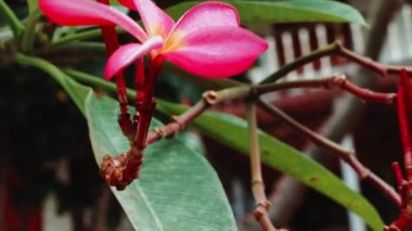 Okyanus esintisi ile hareket eden tatil köyü yakınlarındaki frangipani çiçeği
