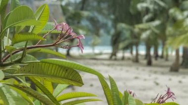 Güneşli bir günde Frangipani plumeria çiçekleri arka plandaki rüzgâr okyanusunda hareket eden palmiyeler koh lipe thailand