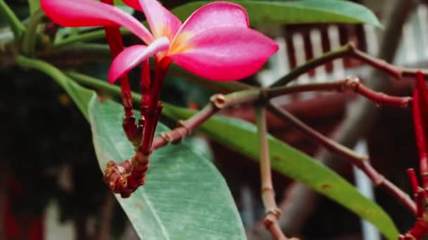 Frangipani Blomma Nära Resort Rör Sig Med Havsbris — Stockvideo