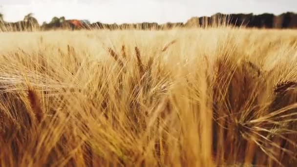 Épis Mûrs Blé Contre Les Éruptions Lumière Soleil Ralenti — Video