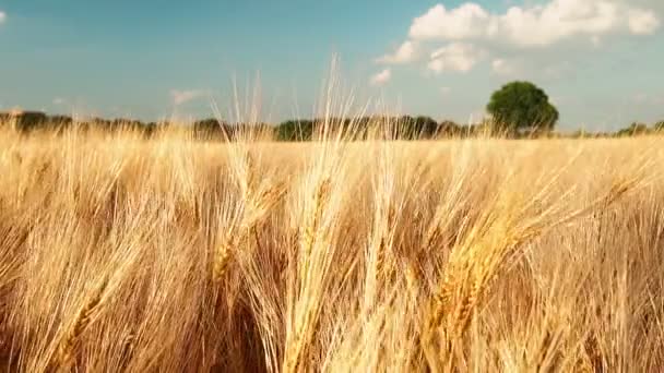 Gouden Rijpe Oren Van Tarwe Tegen Blauwe Lucht Met Witte — Stockvideo