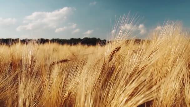 Golden Ripe Ears Wheat Blue Sky White Clouds Slow Motion Royalty Free Stock Video