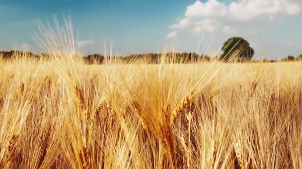 青い空に白い雲の動きが遅い小麦の黄金の熟した耳 — ストック動画