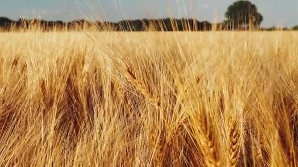 Золотые Спелые Колосья Пшеницы Сельскохозяйственном Поле Яркий День Огни Замедленного — стоковое видео