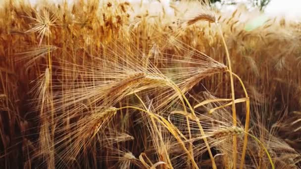 Zlaté Zralé Uši Pšenice Zemědělském Poli Zpomalený Pohyb — Stock video