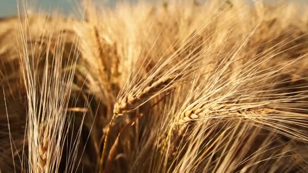 Espigas Maduras Doradas Trigo Ligeramente Movidas Por Brisa Del Viento — Vídeo de stock