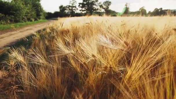 épis mûrs d'or de blé près de la route se déplaçant par le vent de brise dans la lumière vive du soleil au ralenti 