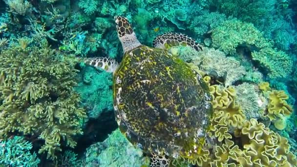 ラジャアンパット諸島の硬くて柔らかいサンゴ礁の上を泳ぐホークスビルウミガメ西パプアインドネシア — ストック動画