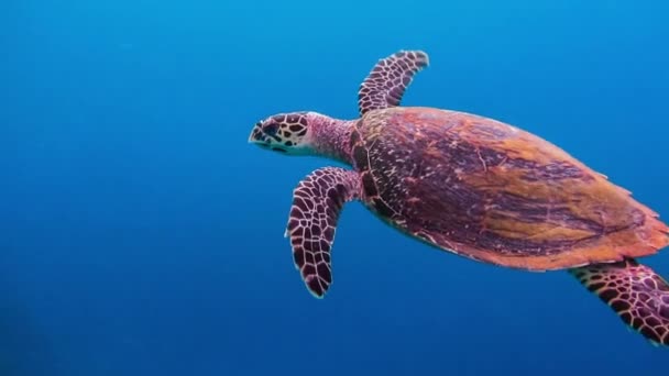 Hawksbill Tortue Mer Nageant Dessus Récif Corallien Bleu Profond Dans — Video