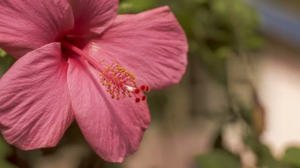 Hibiskusblomma Grunt Fokus — Stockvideo