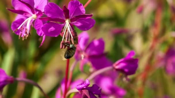 Macro Honeybee Raccolta Nettare Fiore Fireweed — Video Stock