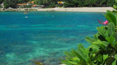 Kırmızı frangipani plumeria çiçekleri okyanus esintisi tarafından sallanır tropikal kumlu plajda dalgalı turkuaz mavi su arka planda