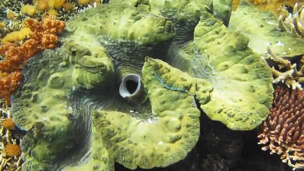 Enorme Kleurrijke Reuzenmossel Tridacna Gigas Groeit Het Ondiepe Water Zon — Stockvideo