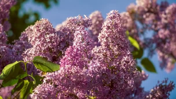 Arbustos Lilás Plena Flor Primavera Fundo Céu Azul — Vídeo de Stock