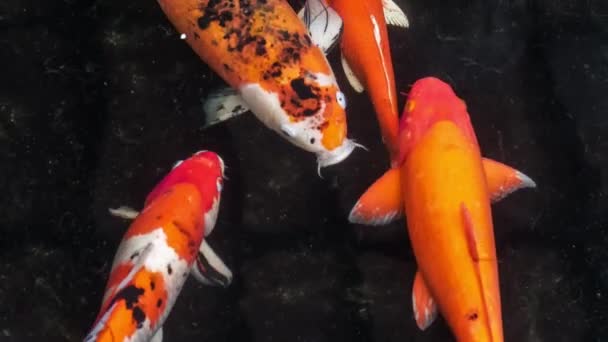 Πολύχρωμα Ψάρια Koi Που Κολυμπούν Χαριτωμένα Ένα Νερό Ενός Κήπου — Αρχείο Βίντεο