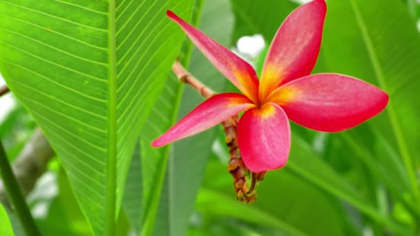 Una Flor Plumeria Lila Frente Exuberante Follaje Verde Movimiento Suave — Vídeos de Stock