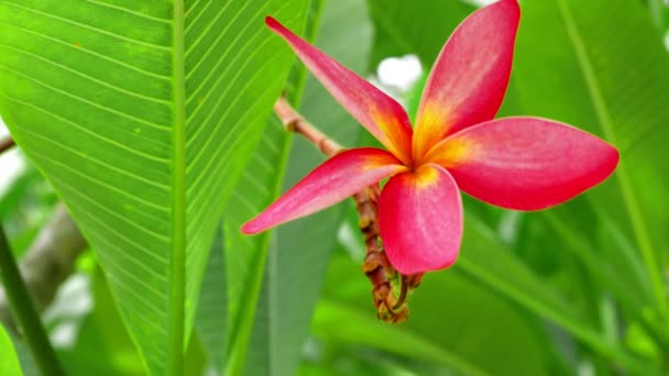 One Lilac Plumeria Flower Front Lush Green Foliage Gentle Wiggle Royalty Free Stock Footage
