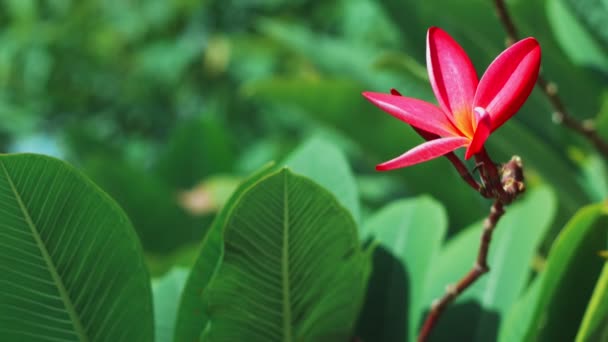 Una Flor Plumeria Lila Frente Exuberante Follaje Verde Movimiento Suave — Vídeos de Stock