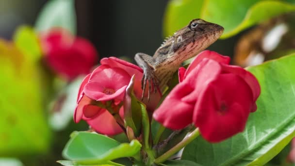 Lagarto Jardim Oriental Euforbia Bela Flor Tailândia — Vídeo de Stock