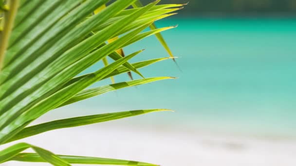 棕榈叶细部特写热带棕榈叶在微风中的特写镜头和在背景中移动的模糊的蓝色海浪 — 图库视频影像