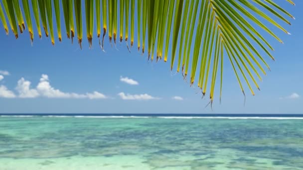 热带海滩上的棕榈叶 迎风平静地摇曳着 迎着大海 碧绿的泻湖 礁石蓝天 白云奇异的旅行心满意足 — 图库视频影像