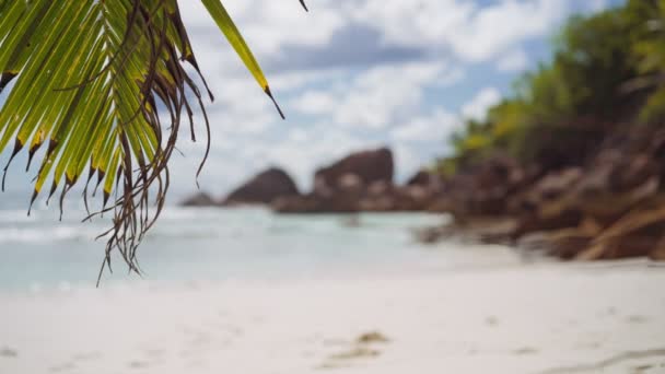 Palmový List Kymácející Větru Proti Vlnám Oceánů Valících Tropickou Pláž — Stock video