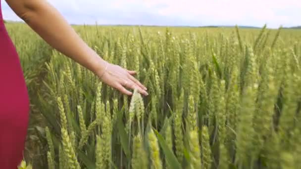 小麦畑を歩いている赤い服の女性は小麦の頭に触れています — ストック動画