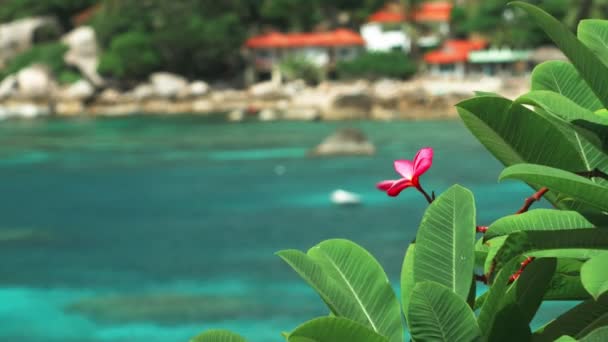 Red Frangipani Plumeria Flowers Wiggle Ocean Breeze Tropical Beach Rippled — Stock Video