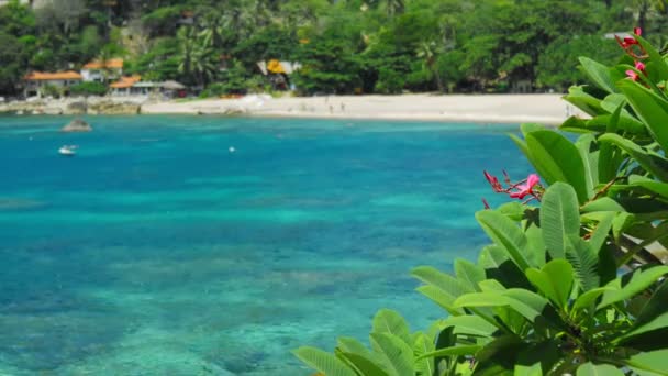 Rote Frangipani Blüten Wackeln Durch Die Meeresbrise Tropischer Sandstrand Mit — Stockvideo