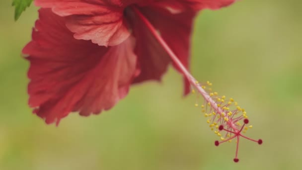 Rode Hibiscus Bloem Ondiepe Focus — Stockvideo