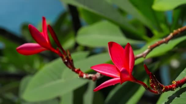 Červená Plumeria Květiny Zeleným Listím Pozadí Jemné Kroucení Pohybu Oceánu — Stock video