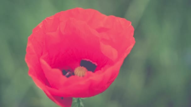 Red Wild Tulip Moving Wind Blurry Green Background — Stock Video