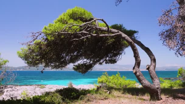 Shot Bent Pine Tree Rocky Shore Crystal Clear Turquoise Water Royalty Free Stock Video