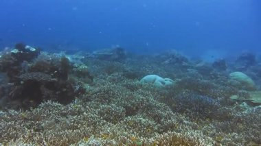 Zengin mercan resifi Melissa bahçe raja ampat Endonezya üzerinde açık okyanus suyunda şnorkelle yüzüyor.