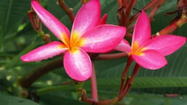 İki leylak çiçekleri tropik yağmurdan sonra hafif esintiyle sallanır.