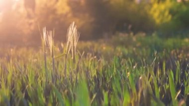 Buğday sapları dosyalanmış ve sıcak bir bahar akşamında rüzgarla hareket eder günbatımı alevleri