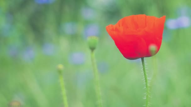 Egy Vörös Vad Tulipán Néhány Bimbók Mozog Szél Lila Virágok — Stock videók