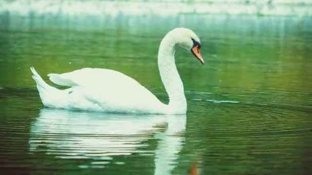 Solo Blanco Hermoso Cisne Nadando Reflejo Del Agua Del Lago — Vídeo de stock